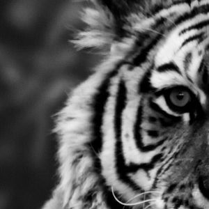 Meet your Posher, Krystal